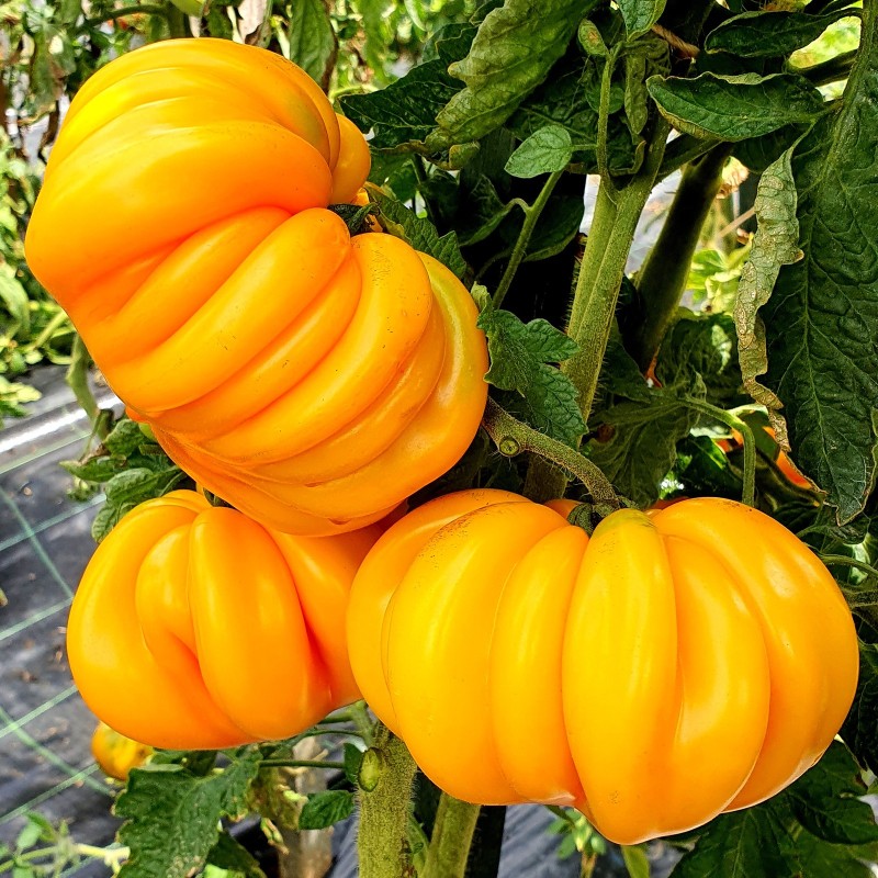 Sementes de tomate amarelo com nervuras americanas | Seeds Shop Store