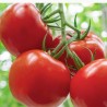 Tomato seeds Lova | Seeds Shop Store