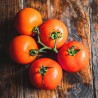 Graines de tomates "Knjaz" | Seeds Shop Store