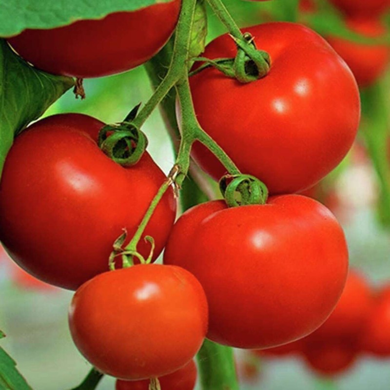 Graines de tomates "Knjaz" | Seeds Shop Store