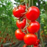 Graines de tomates "Knjaz" | Seeds Shop Store