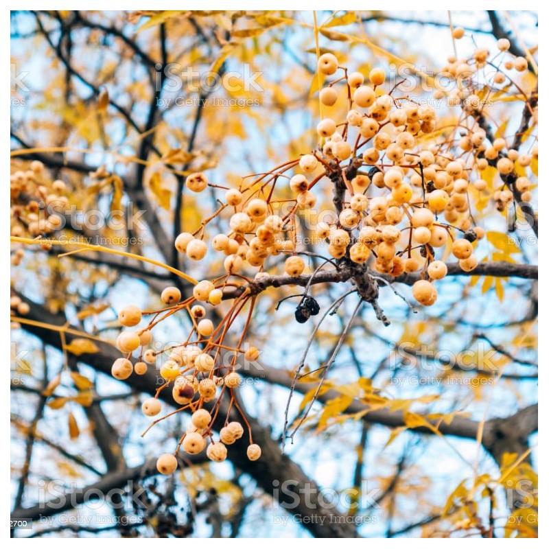 Chinaberry Tree Seeds (Melia azedarach) | Seeds Shop Store