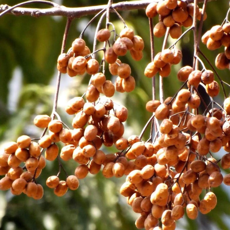 Chinaberry Tree Seeds (Melia azedarach) | Seeds Shop Store
