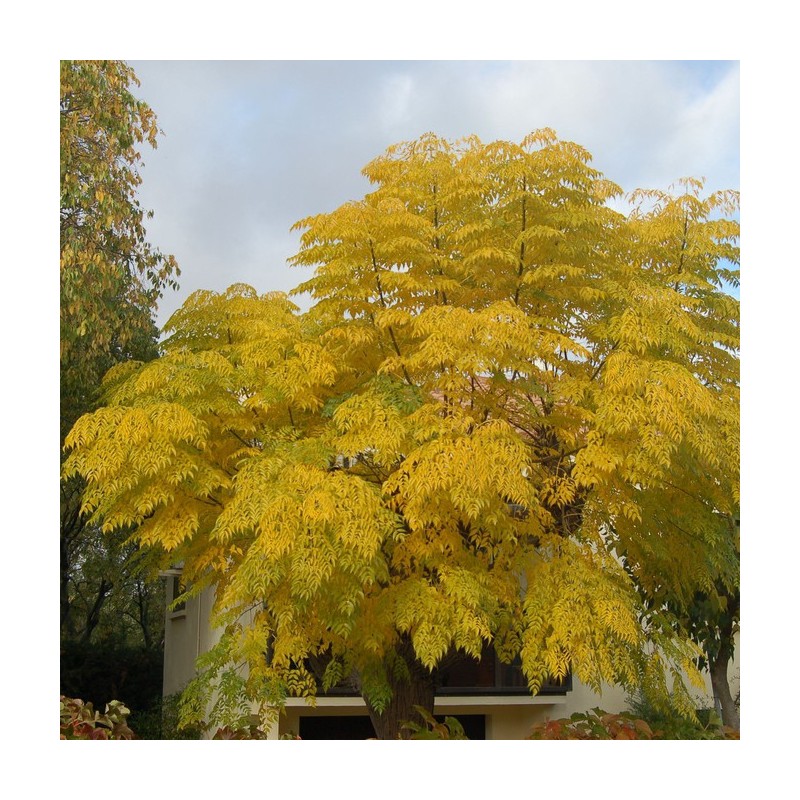 Sementes cinamão ou amargoseira (Melia azedarach) | Seeds Shop Store