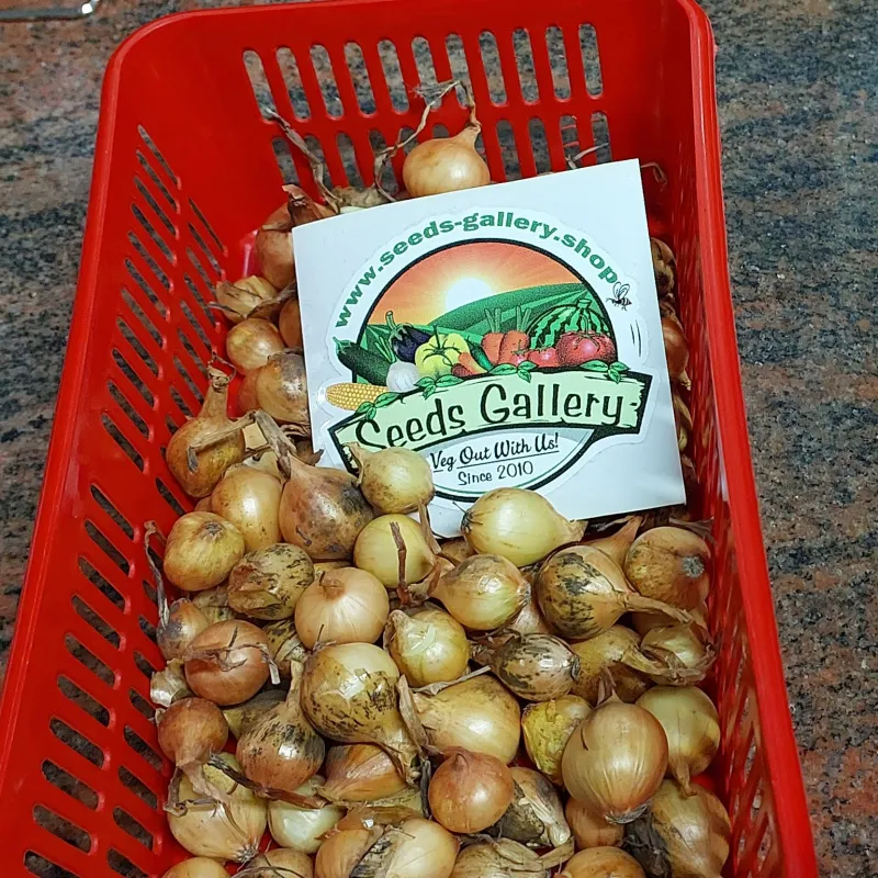 Bulbos de Cebola Stuttgarter Riesen | Seeds Shop Store