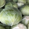 "Polar" white cabbage | Seeds Shop Store