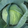 "Polar" white cabbage | Seeds Shop Store