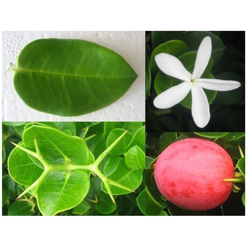 Sementes de Ameixa-de-natal | Seeds Shop Store