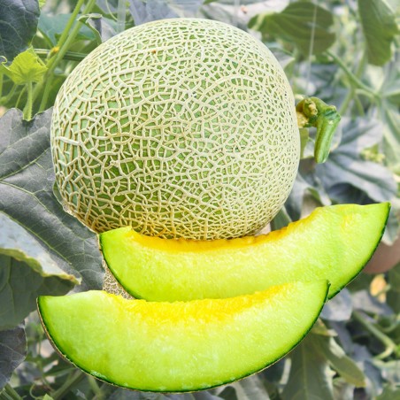 Melon seeds "Hungarian treasure" | Seeds Shop Store