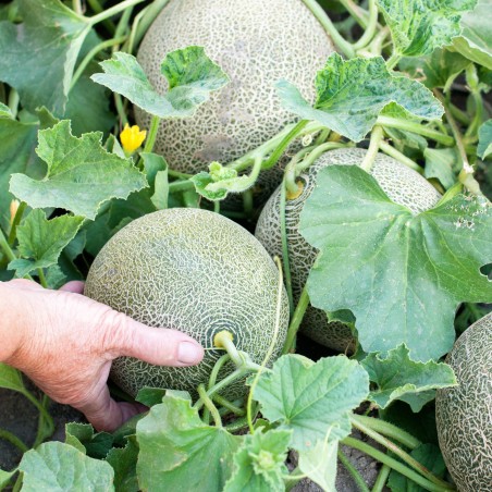 Melon seeds "Hungarian treasure" | Seeds Shop Store