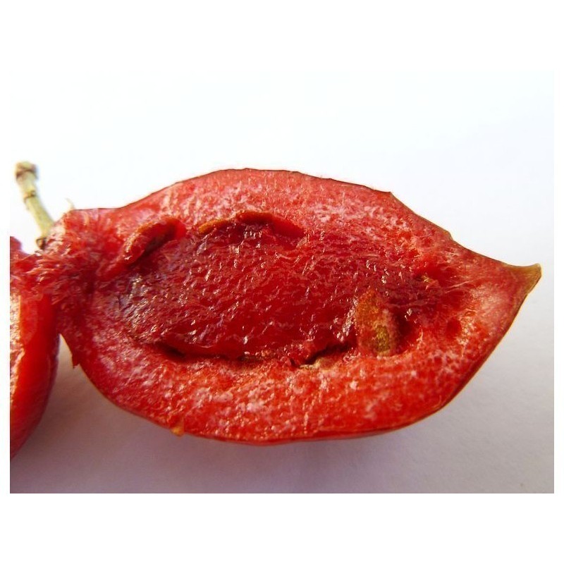 Sementes de Ameixa-de-natal | Seeds Shop Store