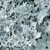 "Dusty Miller" seeds | Seeds Shop Store