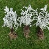 "Dusty Miller" seeds | Seeds Shop Store
