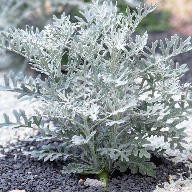 "Dusty Miller" seeds | Seeds Shop Store