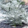 "Dusty Miller" seeds | Seeds Shop Store