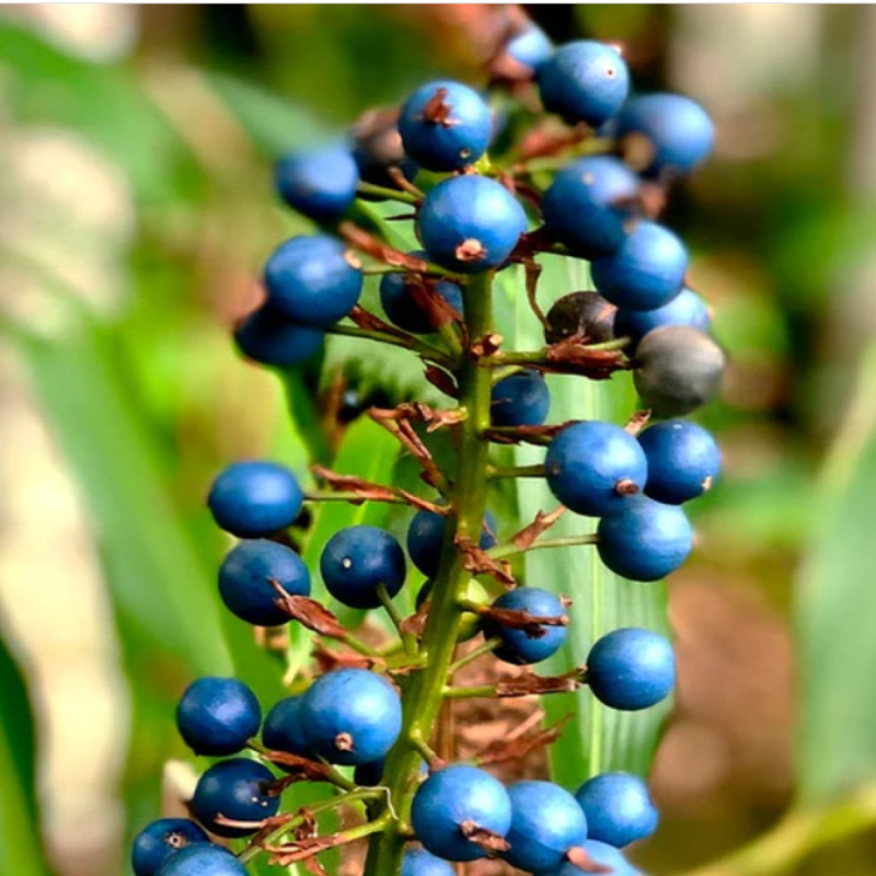 Gengibre Nativo ou Sementes de Gengibre Australiano (Alpinia Caerulea) (Alpinia caerulea) | Seeds Shop Store