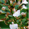 Australian Ginger Seeds (Alpinia caerulea) | Seeds Shop Store