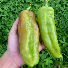 Seme Paprike Cubanelle (Capsicum Annuum) - 2.75