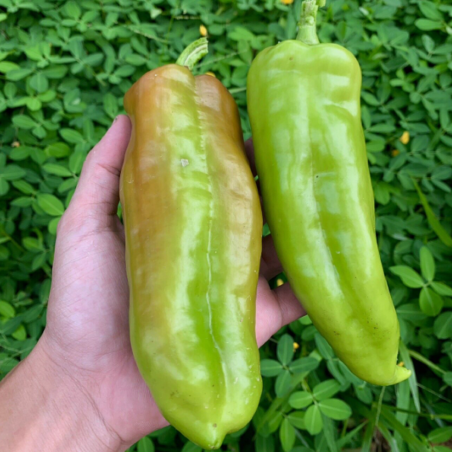 Cubanelle Pepper Seeds (Capsicum Annuum) | Seeds Shop Store