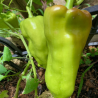 Cubanelle Pepper Seeds (Capsicum Annuum) | Seeds Shop Store