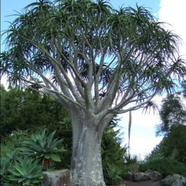 Semena Aloe Tree (Aloidendron barberae) - 2.34
