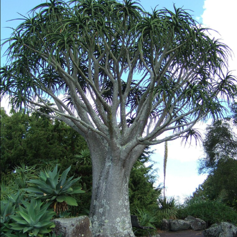 Tree Aloe Seeds (Aloidendron barberae) | Seeds Shop Store