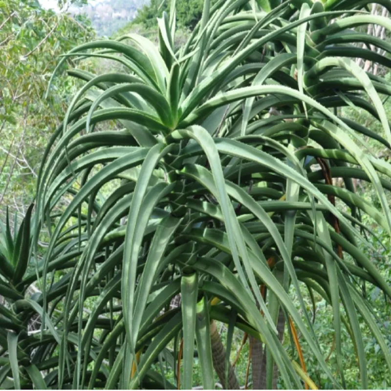 Tree Aloe Seeds (Aloidendron barberae) | Seeds Shop Store