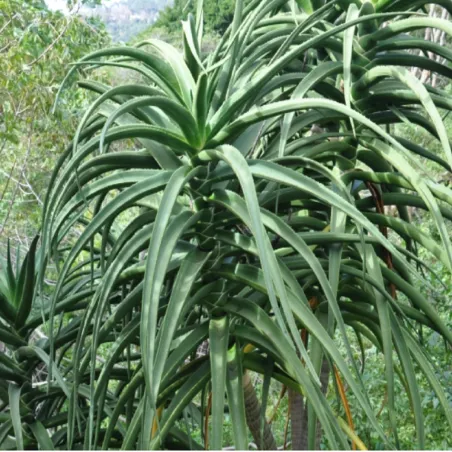Tree Aloe Seeds (Aloidendron barberae) | Seeds Shop Store