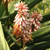 Tree Aloe Seeds (Aloidendron barberae) | Seeds Shop Store
