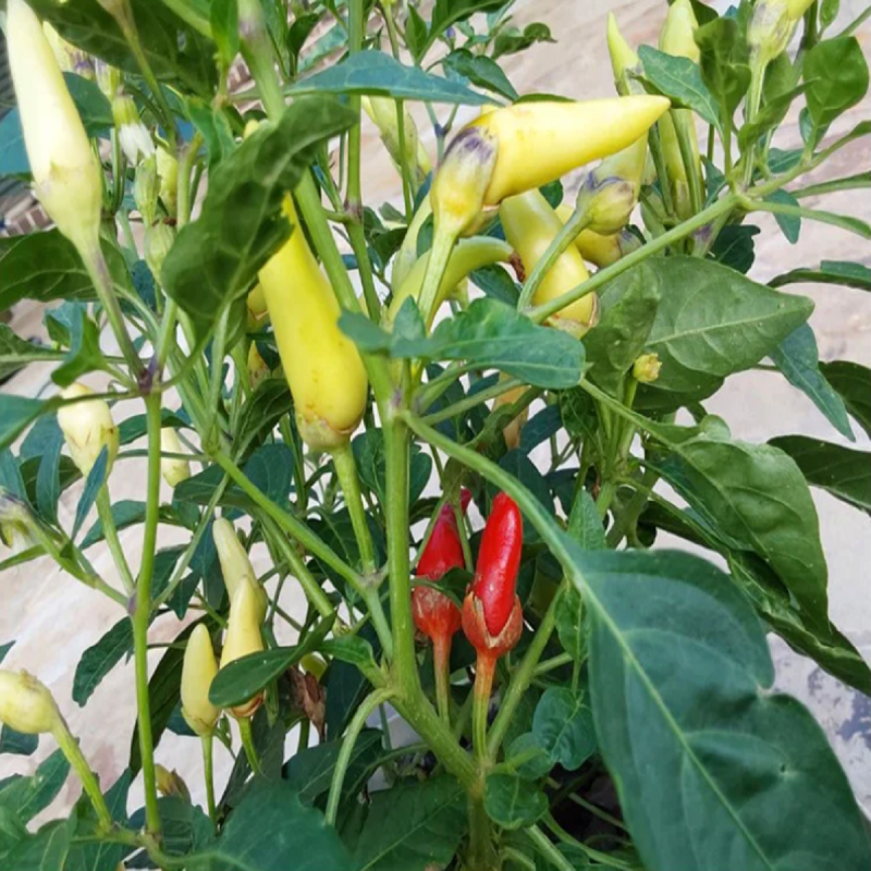 Sementes de Pimenta Branca Bleeding Rawit (Capsicum chinense) | Seeds Shop Store