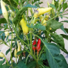 Sementes de Pimenta Branca Bleeding Rawit (Capsicum chinense) | Seeds Shop Store