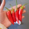 Sementes de Pimenta Branca Bleeding Rawit (Capsicum chinense) | Seeds Shop Store