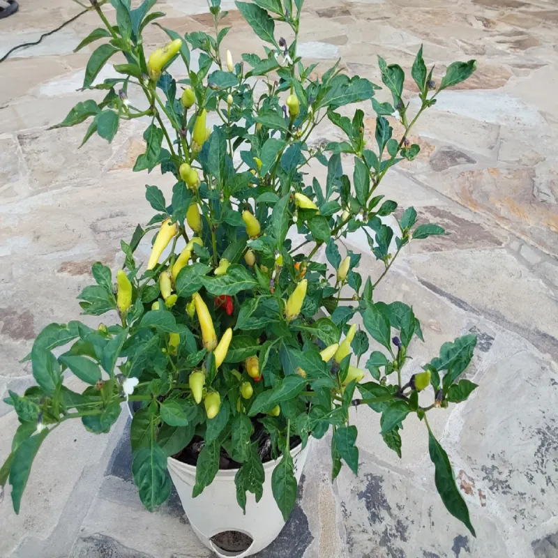 Sementes de Pimenta Branca Bleeding Rawit (Capsicum chinense) | Seeds Shop Store