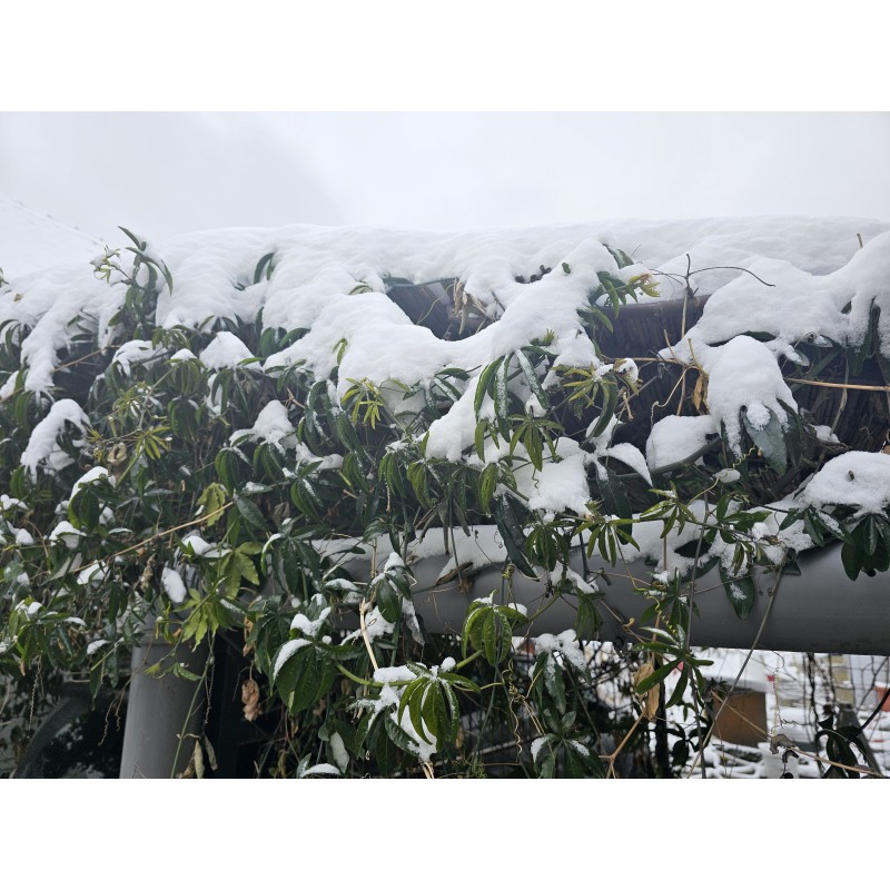 Passioflora mix white and blue flowers - winter hardy | Seeds Shop Store