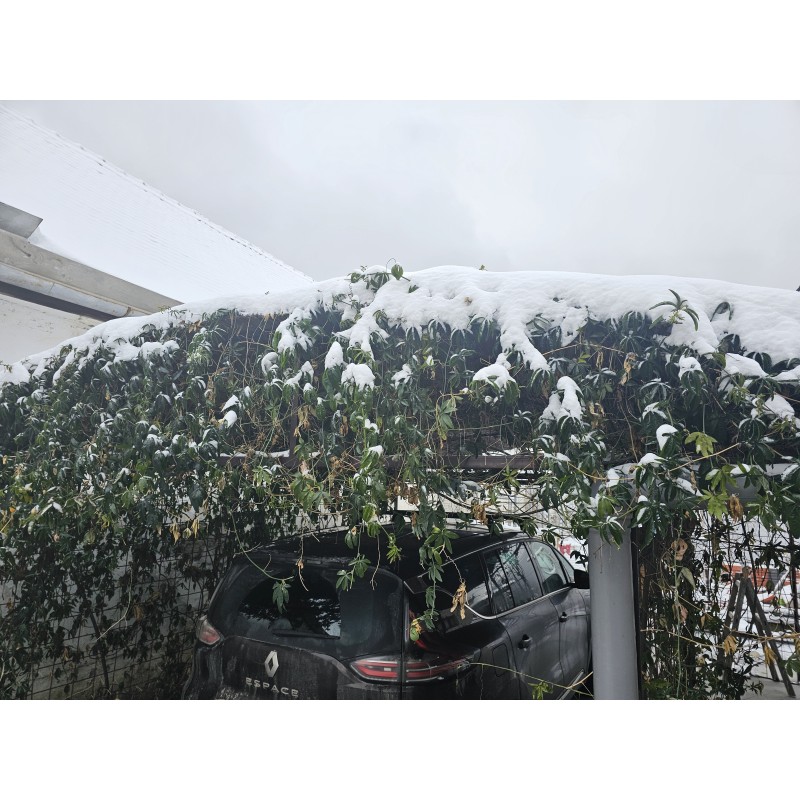 Passioflora mix white and blue flowers - winter hardy | Seeds Shop Store