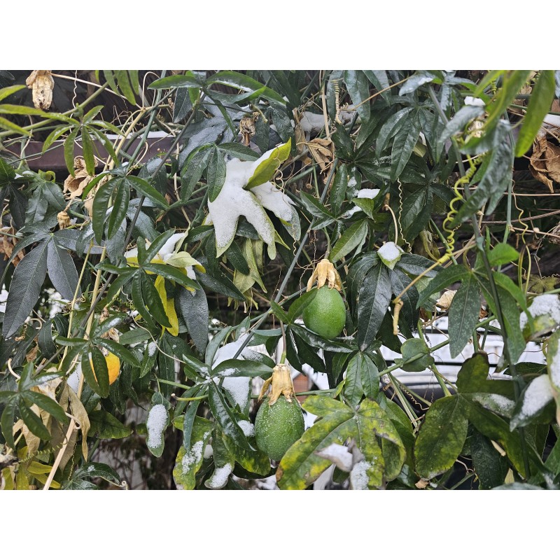 Passioflora mix white and blue flowers - winter hardy | Seeds Shop Store