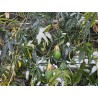 Passioflora mix white and blue flowers - winter hardy | Seeds Shop Store