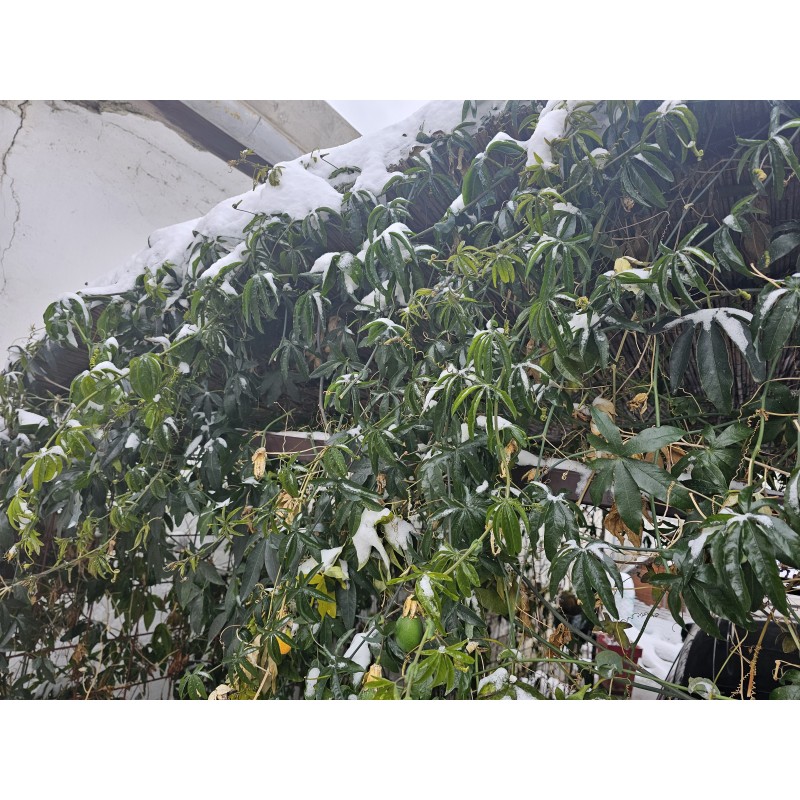 Passioflora mix white and blue flowers - winter hardy | Seeds Shop Store