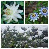 Passioflora mix white and blue flowers - winter hardy | Seeds Shop Store