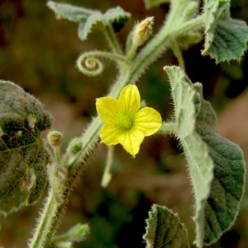 Arabian cucumber Seeds (Cucumis dipsaceus) | Seeds Shop Store