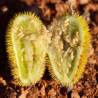 Arab uborka magok (Cucumis dipsaceus) | Seeds Shop Store
