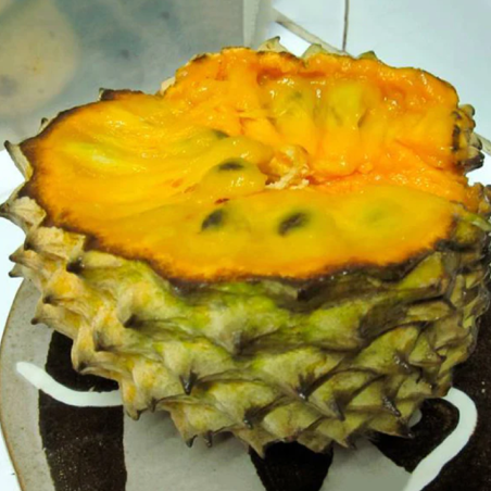 Sonkoya Seeds (Annona purpurea) | Seeds Shop Store