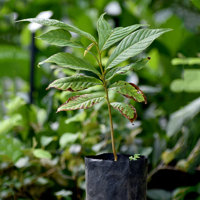 Sonkoya Seeds (Annona purpurea) | Seeds Shop Store