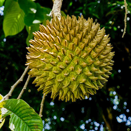 Sonkoya Seeds (Annona purpurea) | Seeds Shop Store