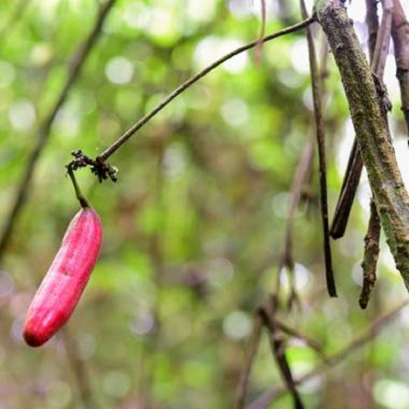 Sementes Atractogyne gabonii | Seeds Shop Store