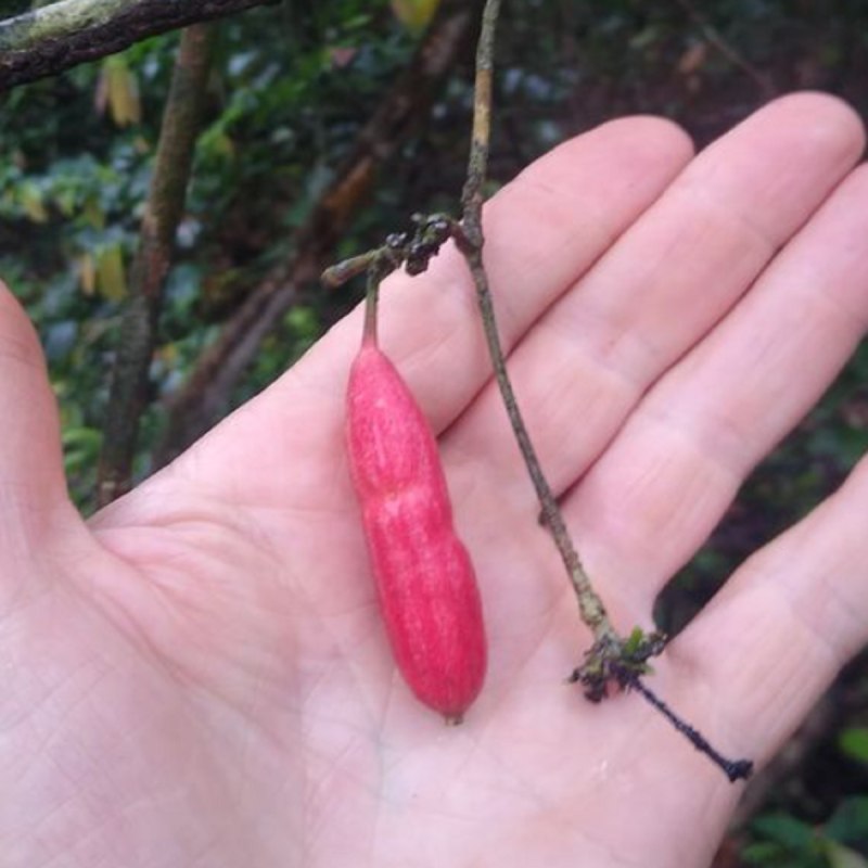 Sementes Atractogyne gabonii | Seeds Shop Store