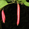 Sementes Atractogyne gabonii | Seeds Shop Store