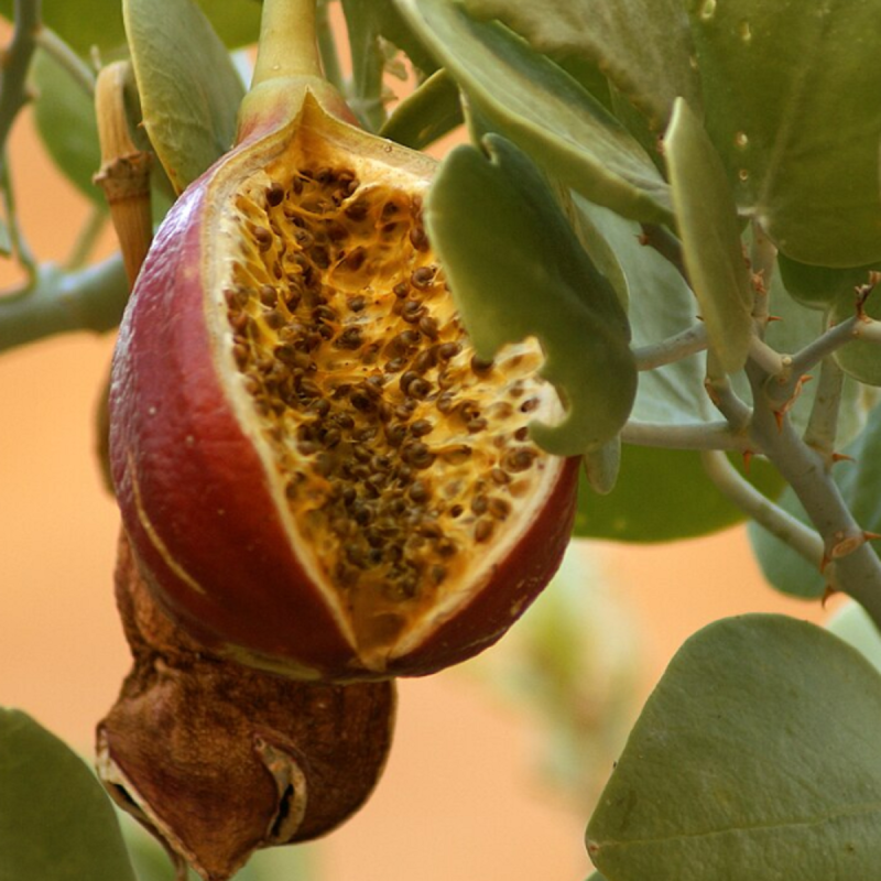 Sementes de alcaparra de cartilagem (Capparis cartilaginea) | Seeds Shop Store
