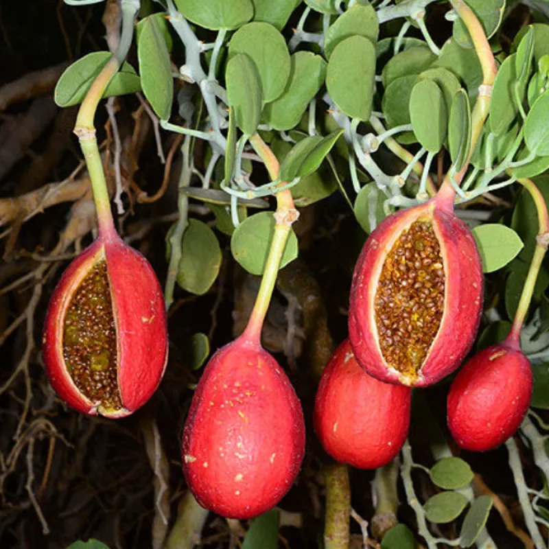 Sementes de alcaparra de cartilagem (Capparis cartilaginea) | Seeds Shop Store