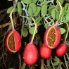 Sementes de alcaparra de cartilagem (Capparis cartilaginea) | Seeds Shop Store